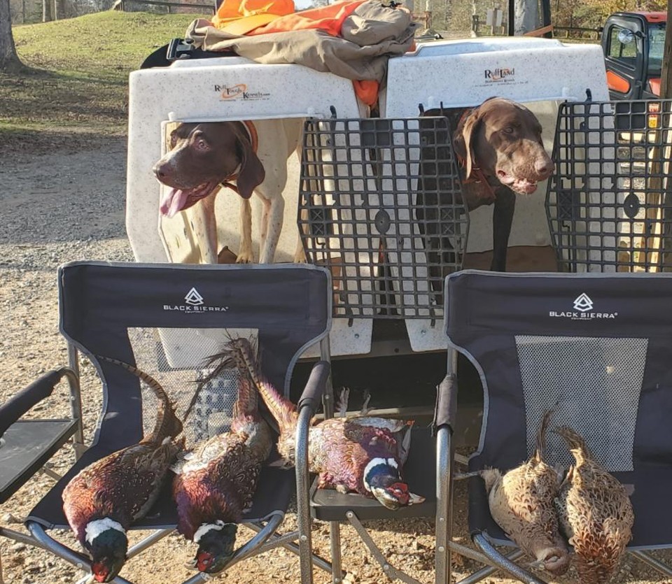 Western NC Guided Quail Hunts Guide Service